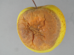 Colletotrichum en conservation sur Golden Delicious : gelée sporale